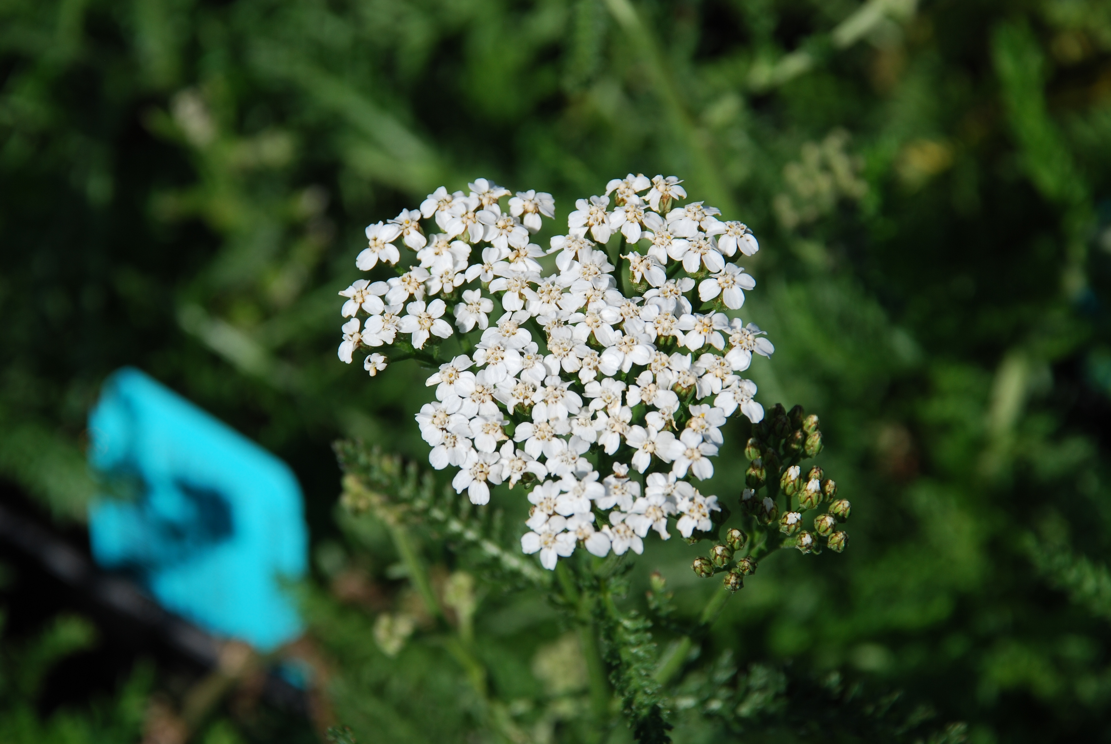 ACHILLEA millefolium 'White Beauty' | emerisa gardens